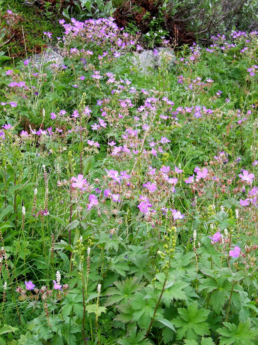 Изображение особи Geranium sylvaticum.