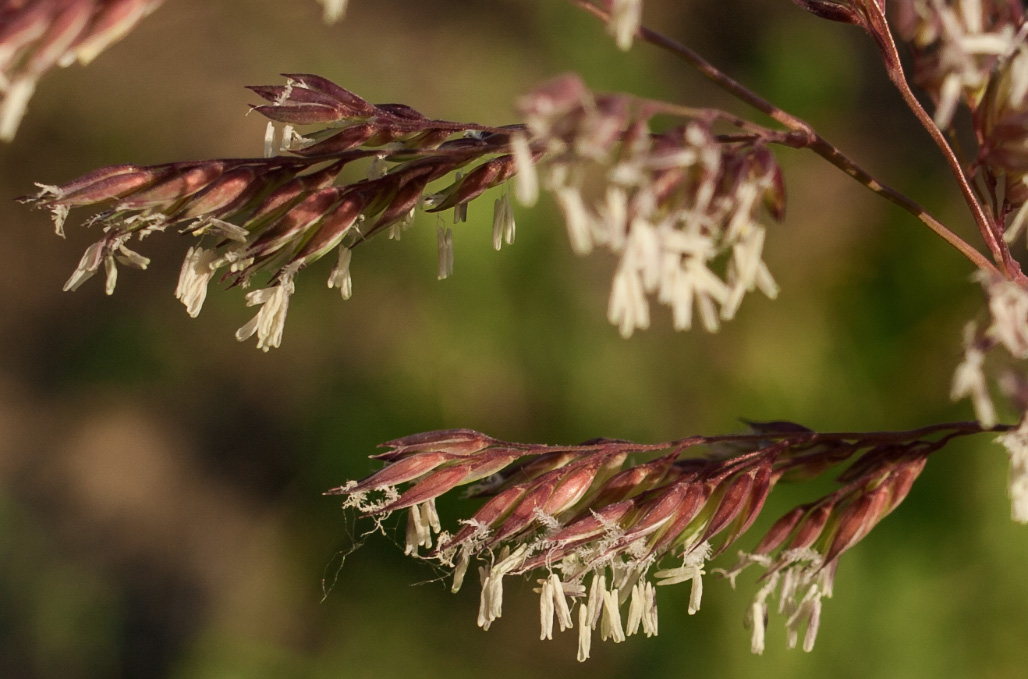 Изображение особи Phalaroides arundinacea.