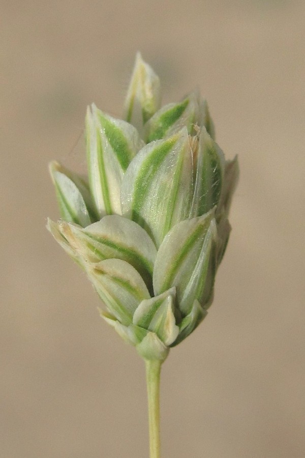 Изображение особи Phalaris canariensis.