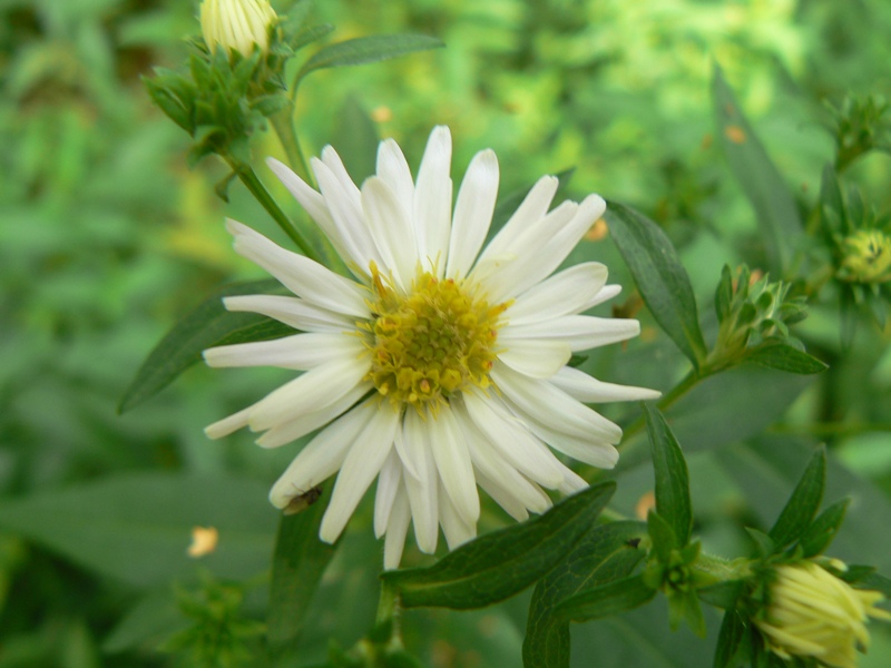 Изображение особи Symphyotrichum novi-belgii.