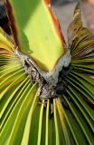 Washingtonia robusta. Основания сегментов листа. Германия, г. Дюссельдорф, Ботанический сад университета. 03.07.2014.