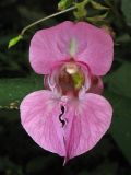 Impatiens glandulifera. Цветок. Нидерланды, Гронинген, городской парк Stadspark. 9 августа 2009 г.