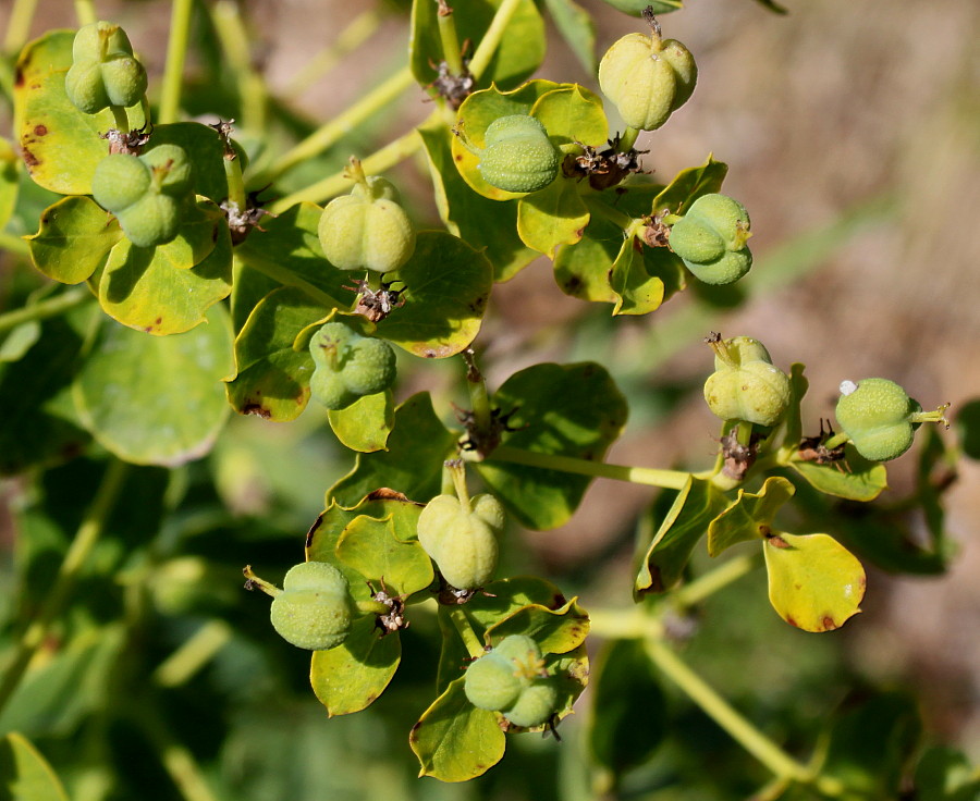 Изображение особи Euphorbia lucida.