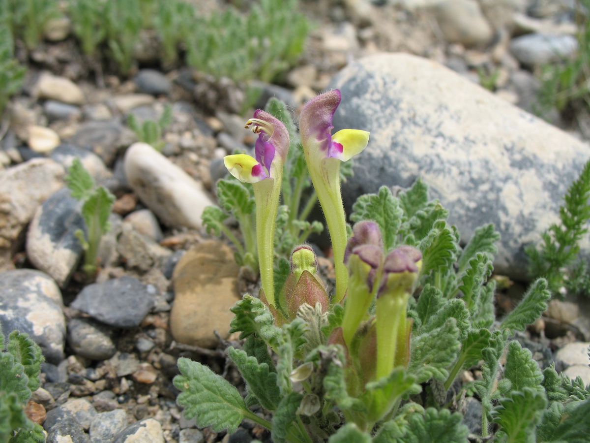 Изображение особи Scutellaria lanipes.