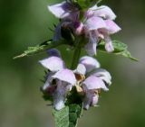 Stachyopsis oblongata