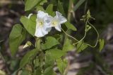 Calystegia sepium