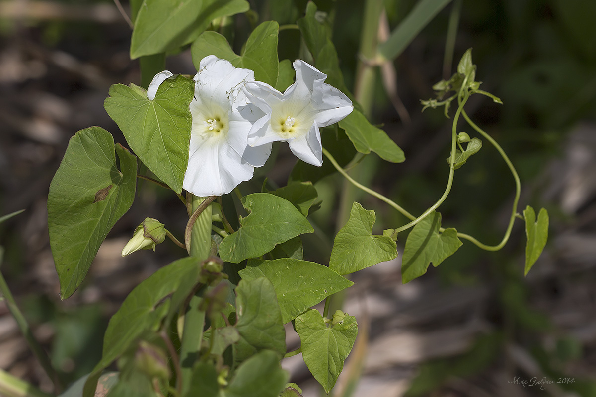 Изображение особи Calystegia sepium.