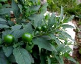 Solanum pseudocapsicum. Побег с цветками и созревающими плодами. Италия, регион Венето, Парона ди Вальполичелла, гостиничный двор, в культуре. 21.07.2014.