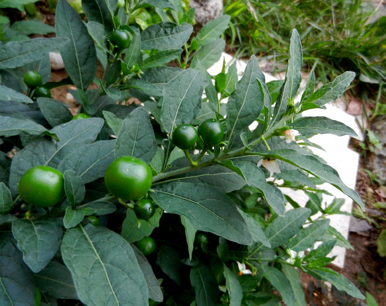 Image of Solanum pseudocapsicum specimen.