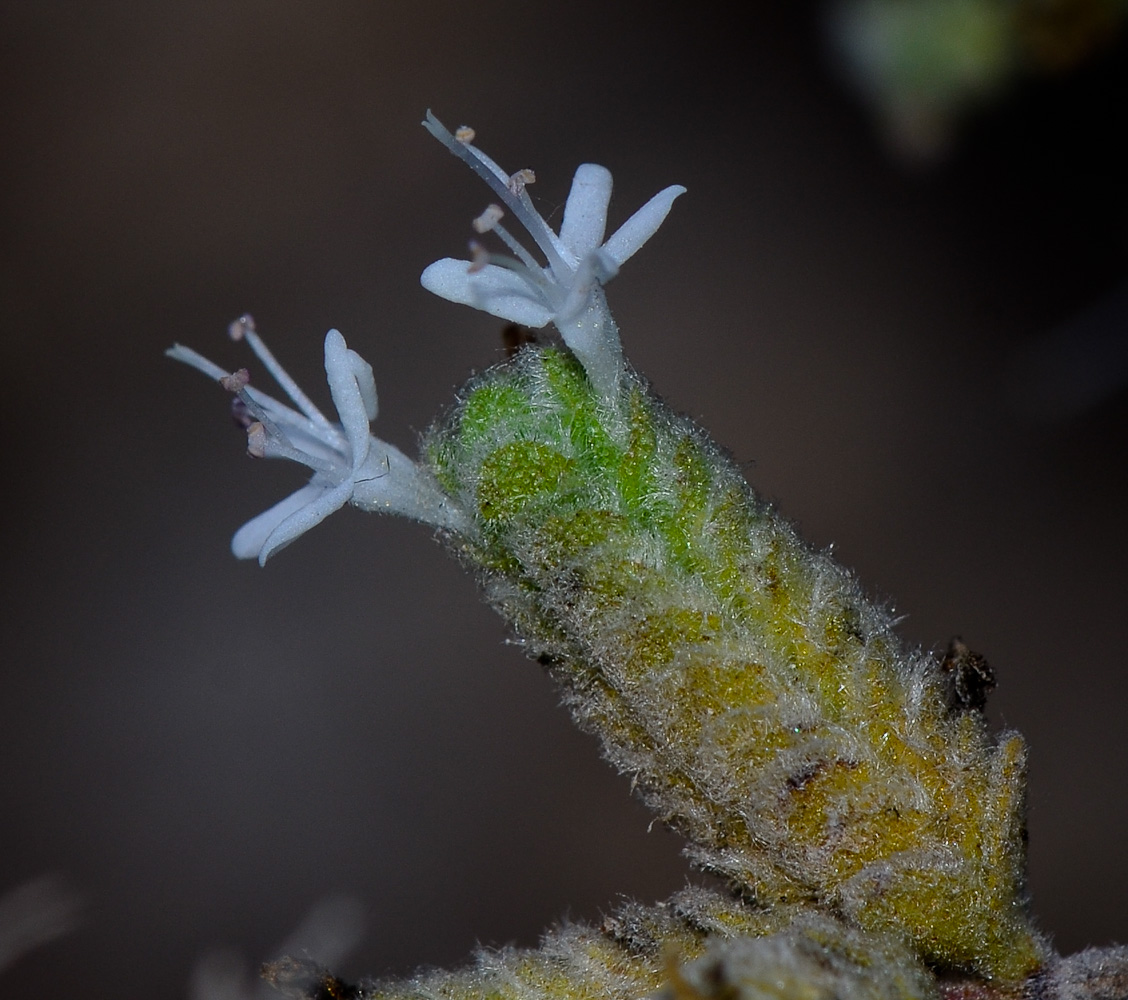 Image of Majorana syriaca specimen.