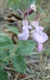 Teucrium chamaedrys