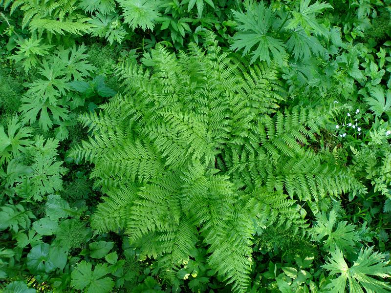 Image of Athyrium filix-femina specimen.