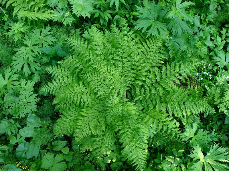 Изображение особи Athyrium filix-femina.