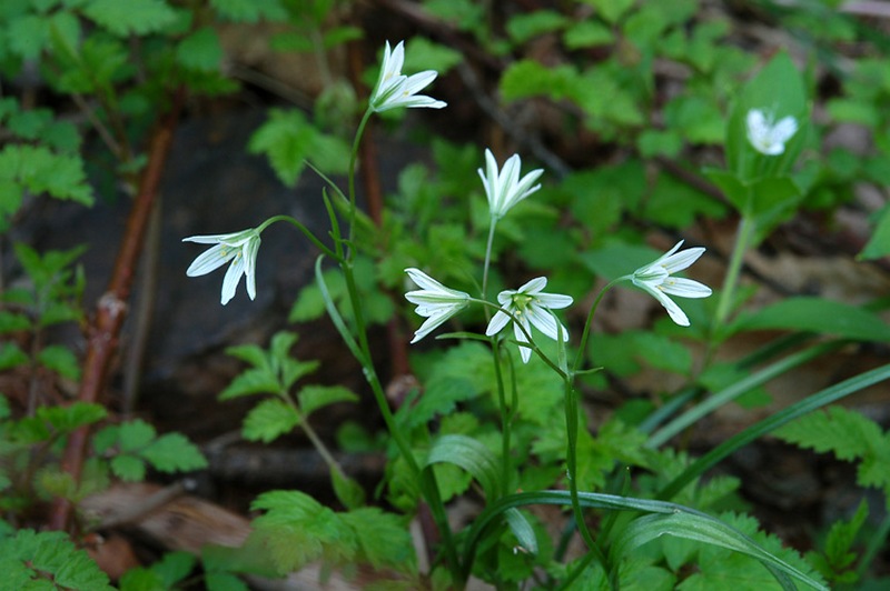Image of Lloydia triflora specimen.