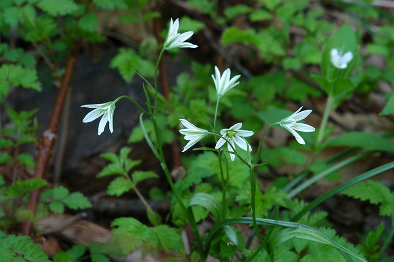 Изображение особи Lloydia triflora.