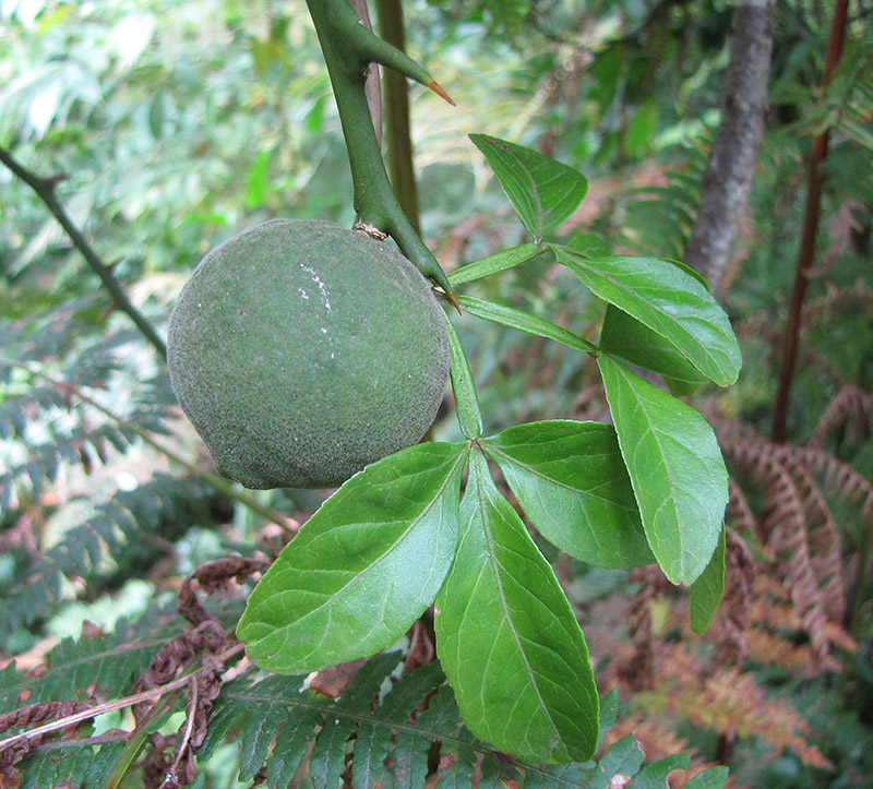 Изображение особи Poncirus trifoliata.