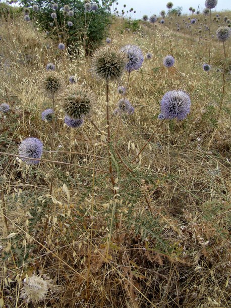 Image of Echinops orientalis specimen.