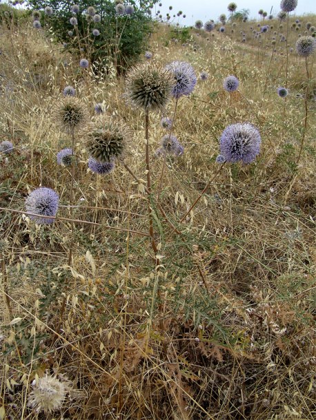 Изображение особи Echinops orientalis.