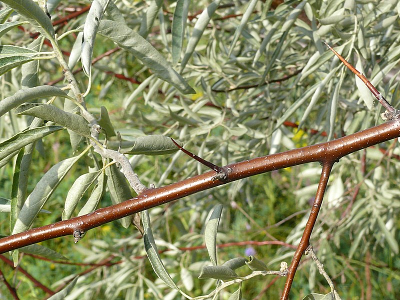 Image of Elaeagnus oxycarpa specimen.