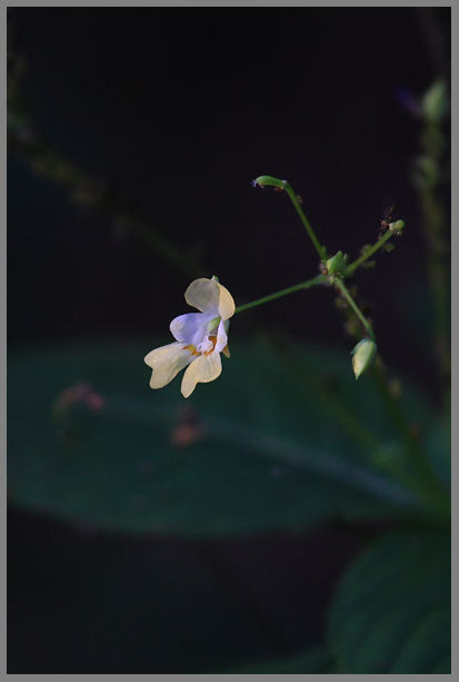 Изображение особи Impatiens parviflora.