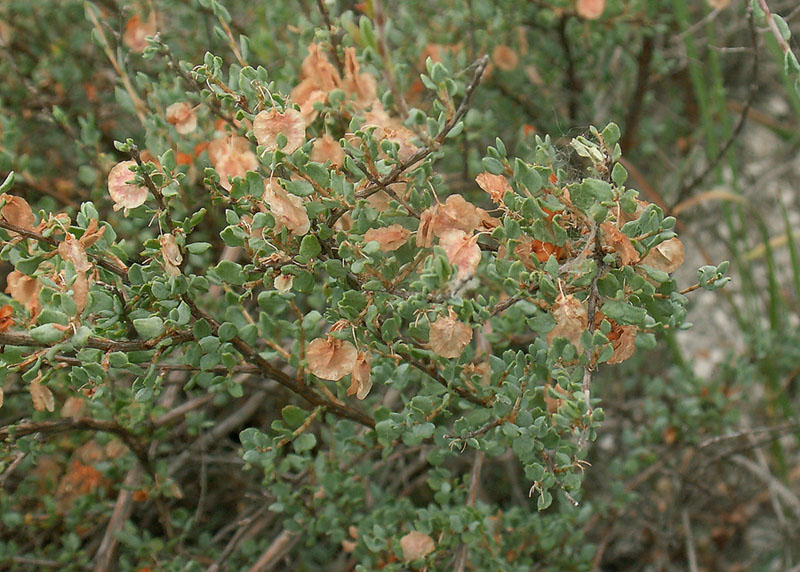 Image of Atraphaxis replicata specimen.