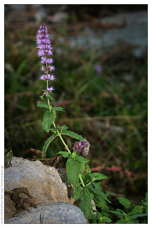 Image of Mentha spicata specimen.