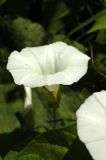 Calystegia sepium