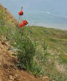 Papaver laevigatum. Цветущие растения. Краснодарский край, Темрюкский р-н, мыс Железный Рог, обрывистый глинистый приморский склон. 01.05.2015.