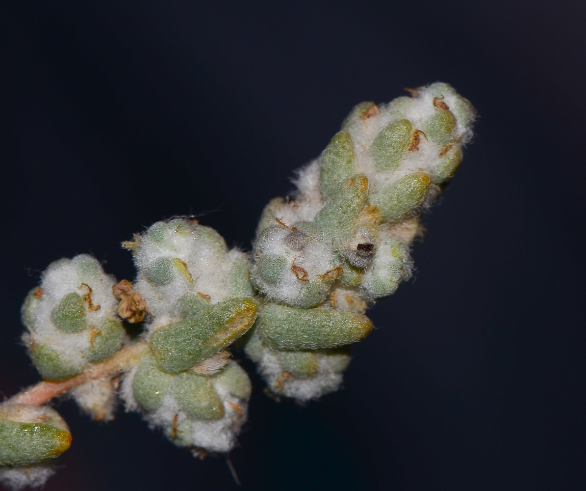 Image of Bassia arabica specimen.