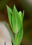 Silene behen