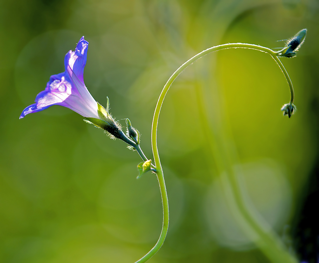 Изображение особи Ipomoea purpurea.