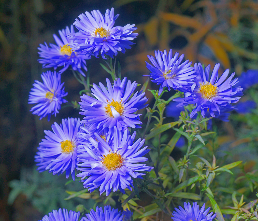 Изображение особи Symphyotrichum &times; versicolor.