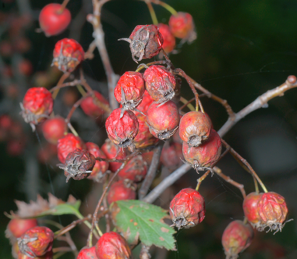 Изображение особи род Crataegus.