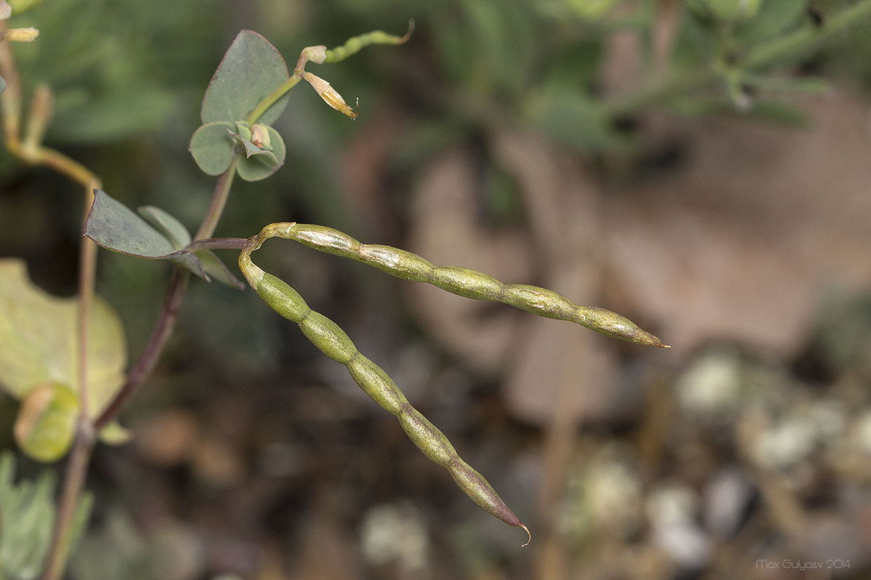 Image of Coronilla scorpioides specimen.