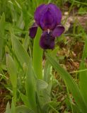 Iris lutescens