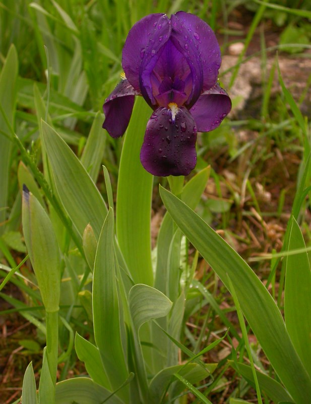 Image of Iris lutescens specimen.