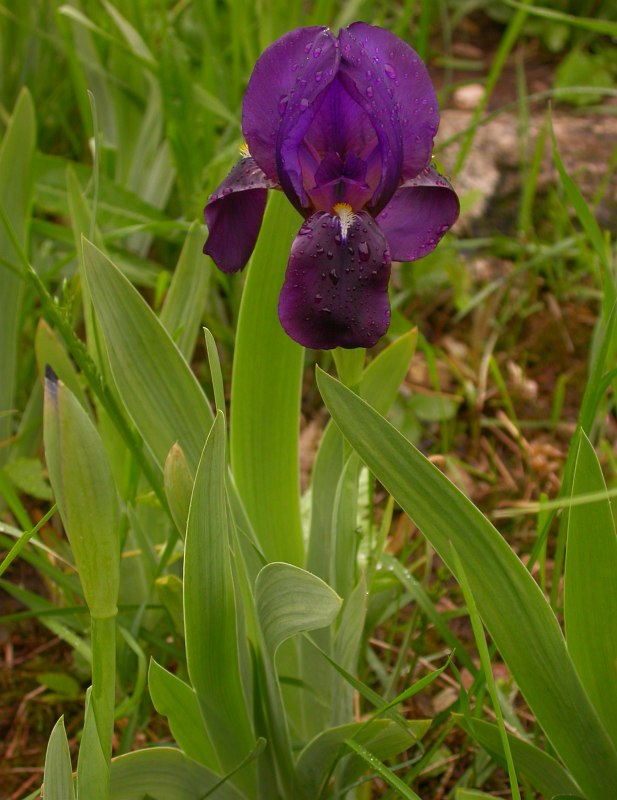 Изображение особи Iris lutescens.