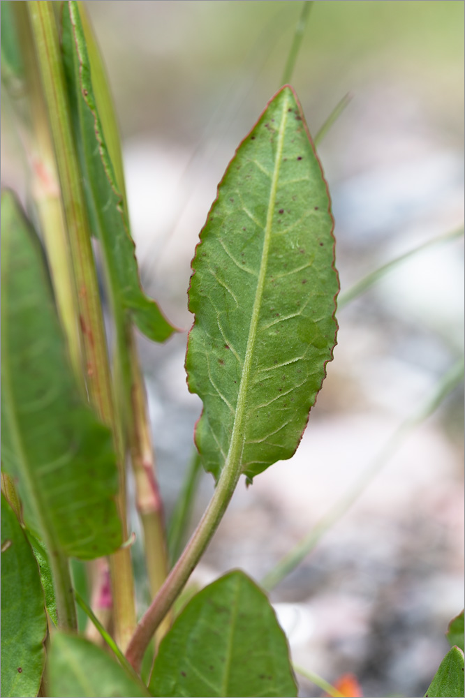 Изображение особи Rumex thyrsiflorus.