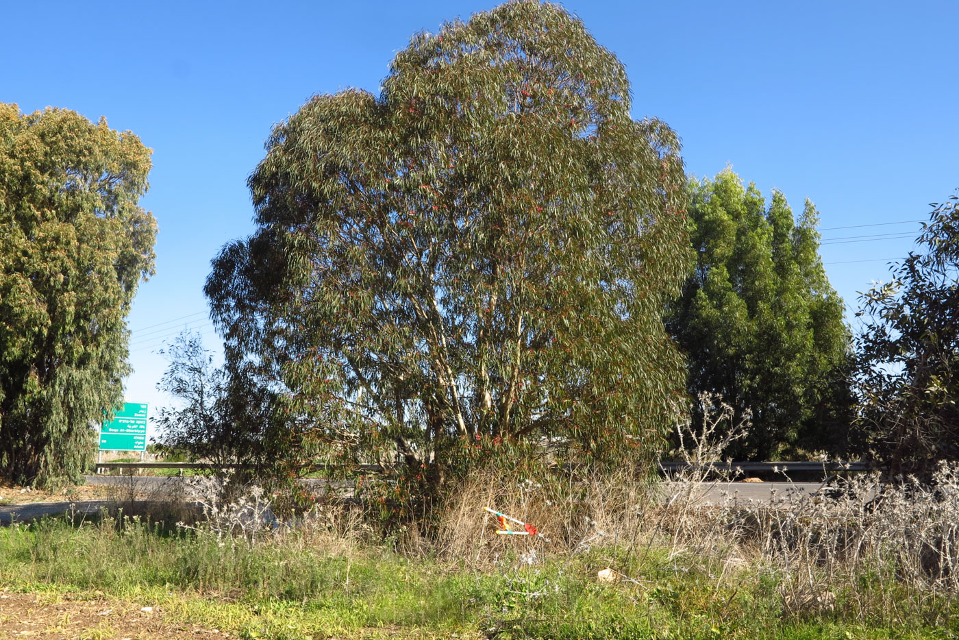 Image of Eucalyptus leucoxylon specimen.