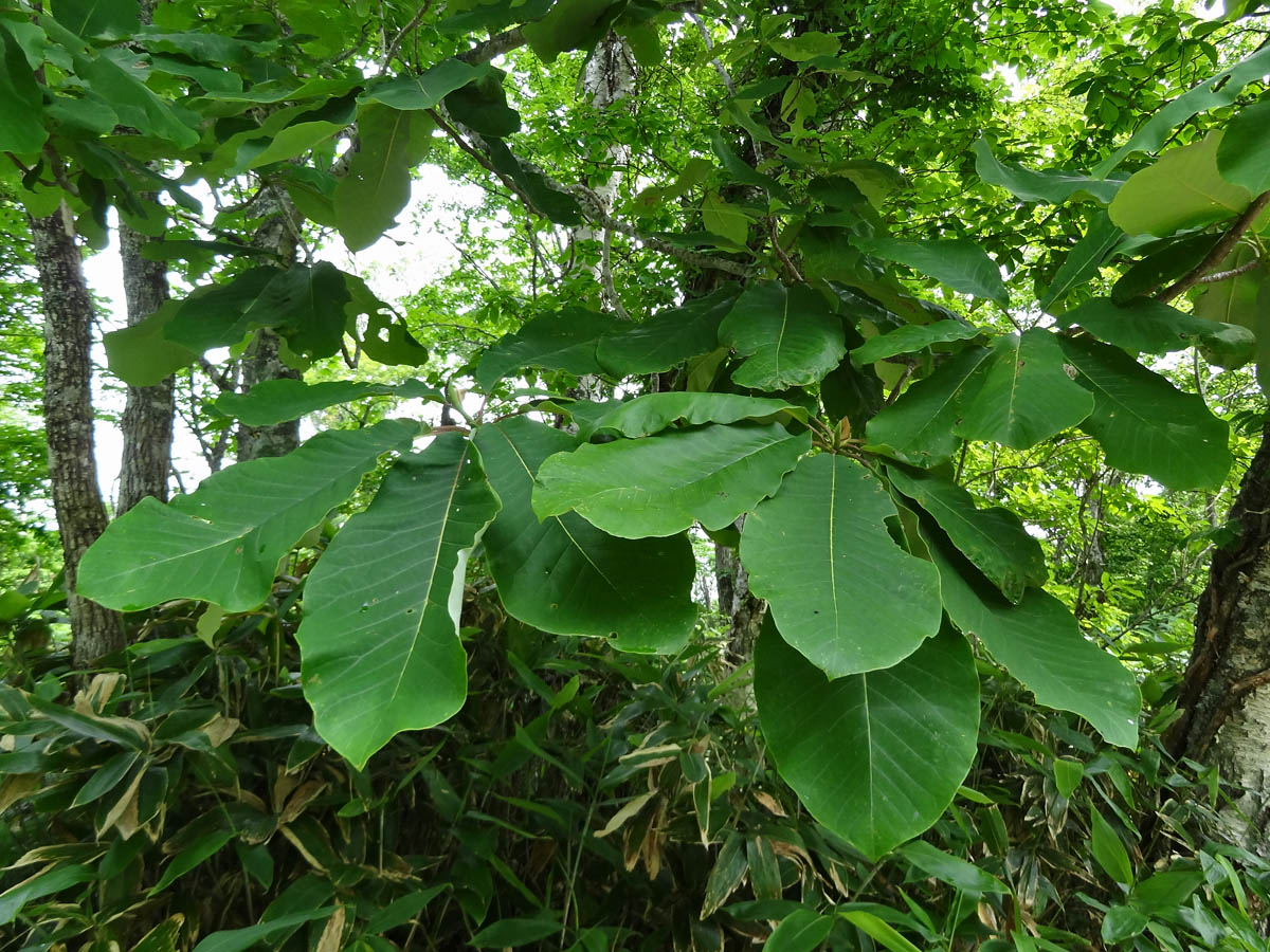 Image of Magnolia hypoleuca specimen.