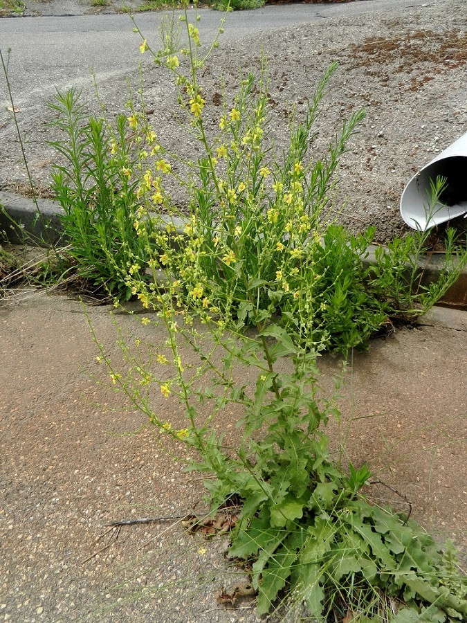 Image of Verbascum chaixii specimen.