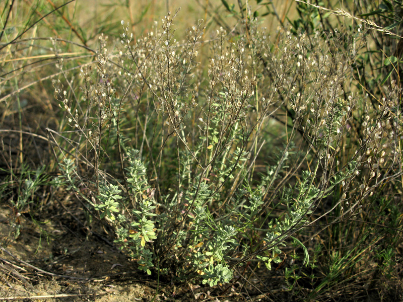 Image of Odontarrhena tortuosa specimen.