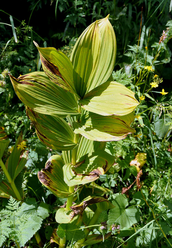 Изображение особи Veratrum lobelianum.