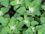 Chenopodium album