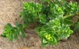 Honckenya peploides