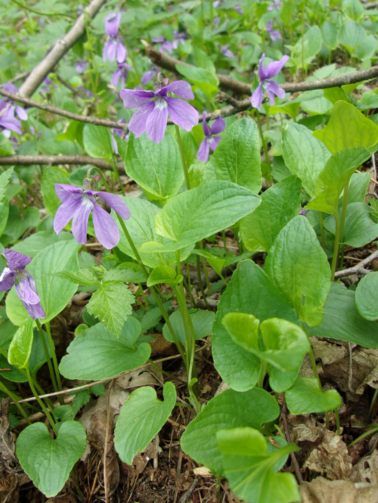 Изображение особи Viola uliginosa.