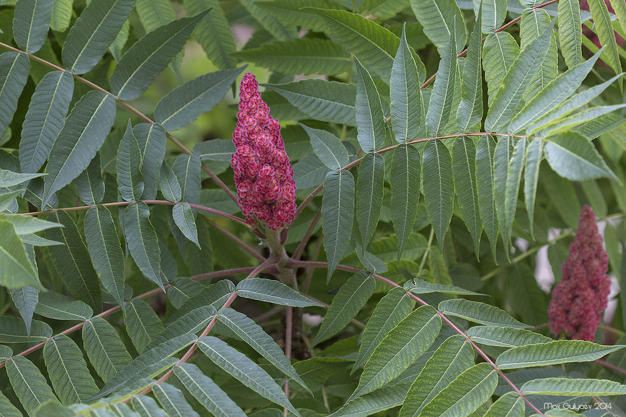 Изображение особи Rhus typhina.