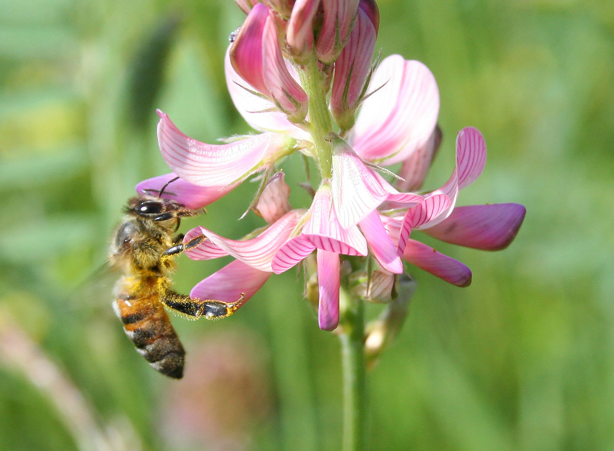 Изображение особи Onobrychis viciifolia.