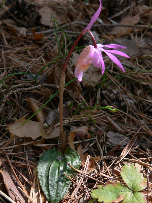 Изображение особи Calypso bulbosa.