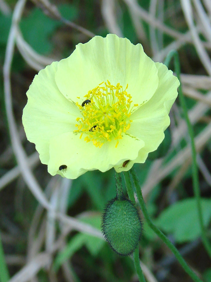 Изображение особи Papaver nudicaule ssp. gracile.